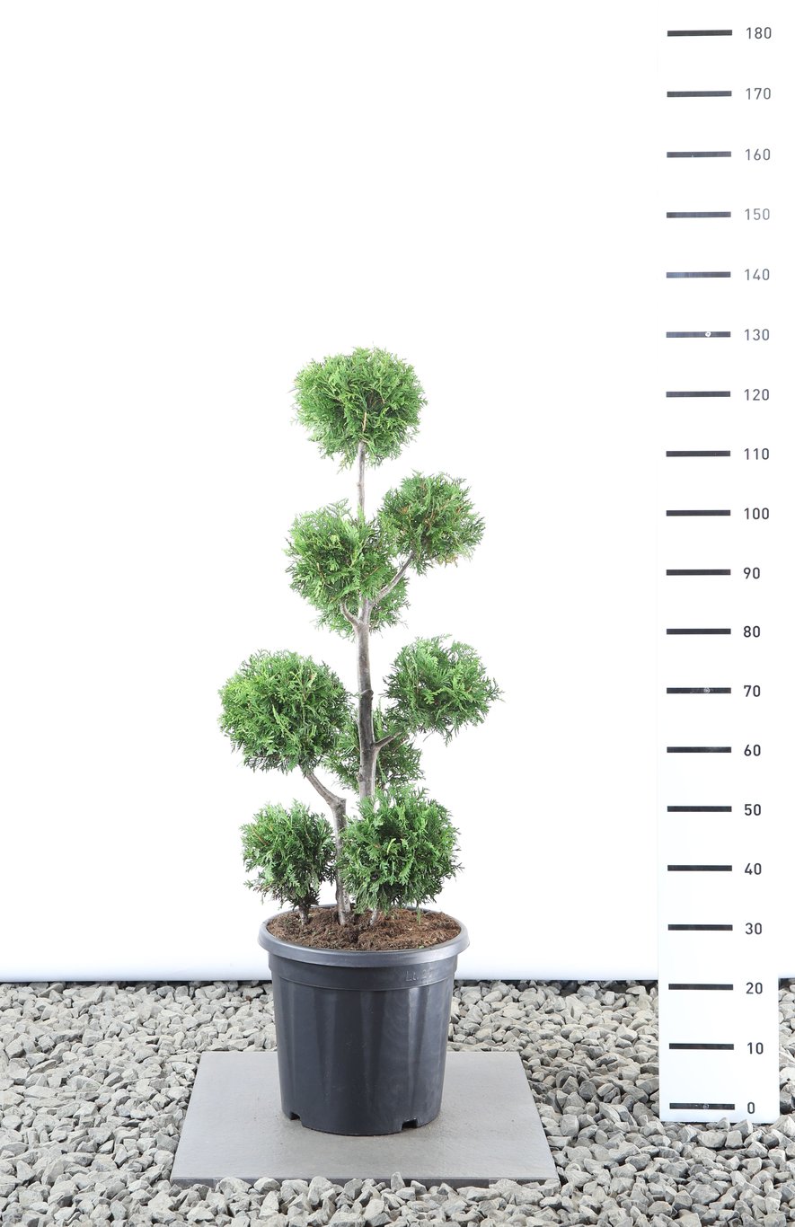 Thuja occ. 'Brabant' - 80-100 CM PonPon EXTRA in Cont.